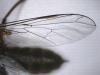 Empis sp.